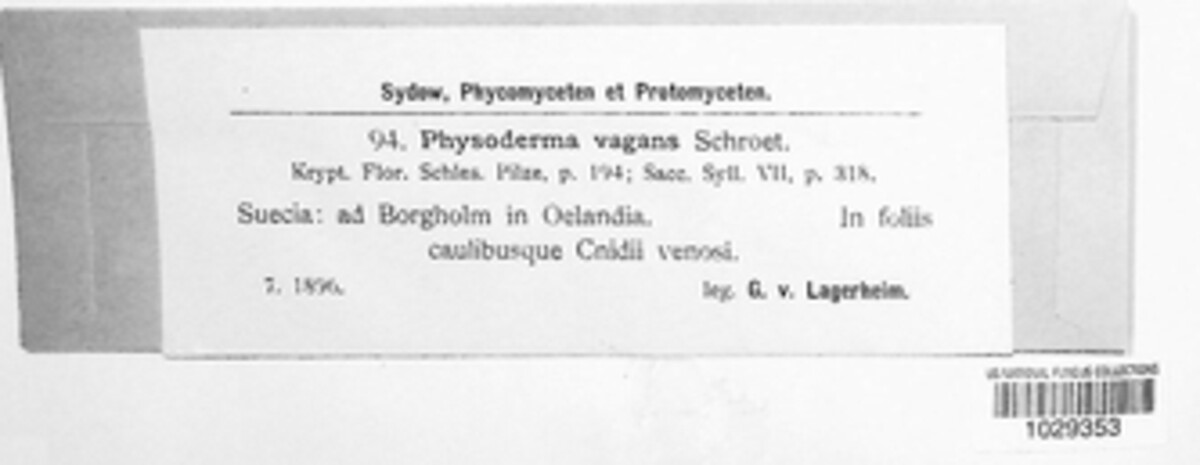 Physoderma vagans image